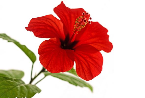 Markengeschichte Rote Hibiskusblüte, Symbol für die Einführung von Hibisca, die Dachmarke für Mineralgetränke